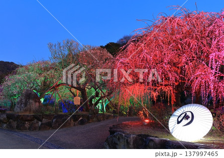 【愛媛県】南楽園の光の梅回廊 137997465