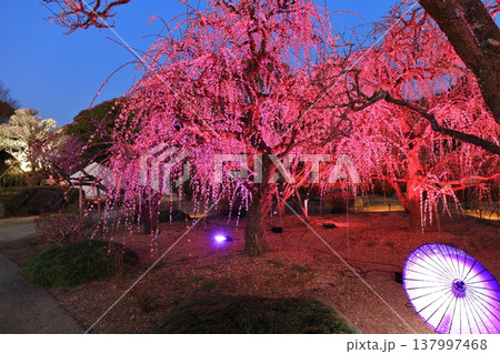 【愛媛県】南楽園の光の梅回廊 【愛媛県】南楽園の光の梅回廊 137997468