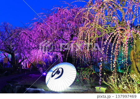 【愛媛県】南楽園の光の梅回廊 137997469