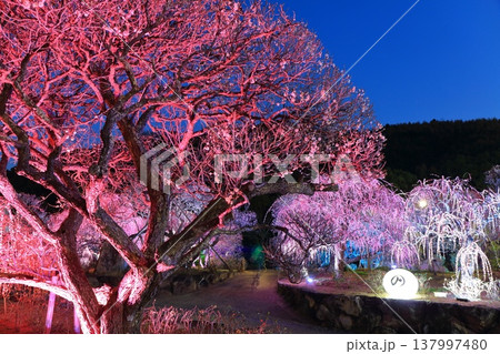 【愛媛県】南楽園の光の梅回廊 【愛媛県】南楽園の光の梅回廊 137997480