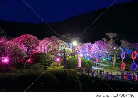【愛媛県】南楽園の光の梅回廊 【愛媛県】南楽園の光の梅回廊 137997486