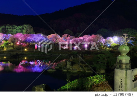 【愛媛県】南楽園の光の梅回廊 137997487