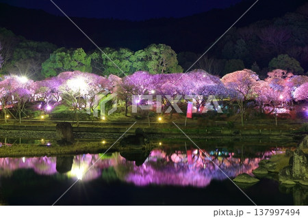 【愛媛県】南楽園の光の梅回廊 137997494