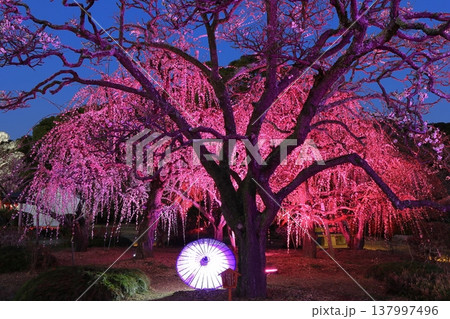【愛媛県】南楽園の光の梅回廊 【愛媛県】南楽園の光の梅回廊 137997496