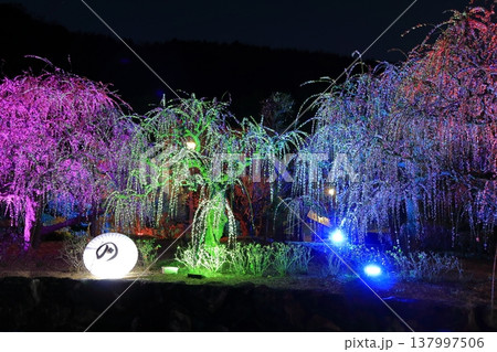 【愛媛県】南楽園の光の梅回廊 137997506