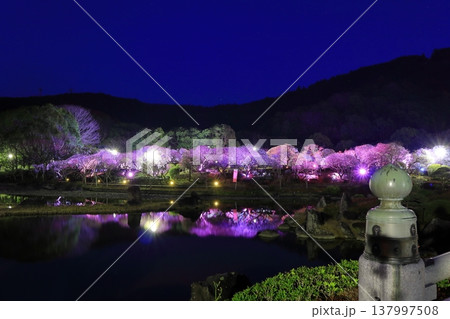 【愛媛県】南楽園の光の梅回廊 【愛媛県】南楽園の光の梅回廊 137997508