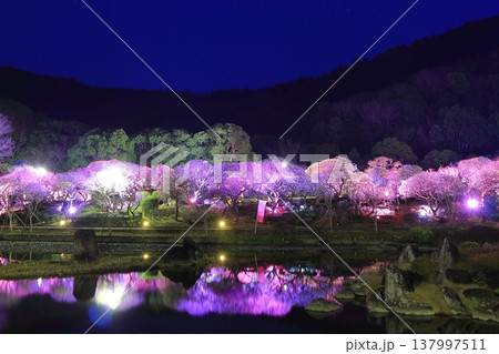 【愛媛県】南楽園の光の梅回廊 【愛媛県】南楽園の光の梅回廊 137997511