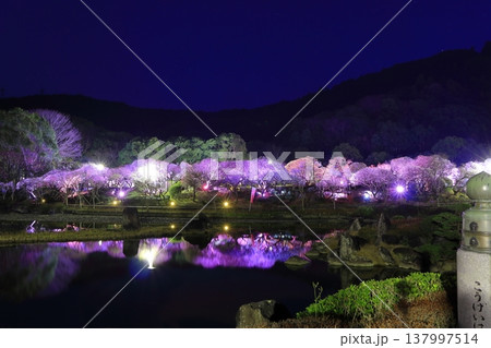 【愛媛県】南楽園の光の梅回廊 【愛媛県】南楽園の光の梅回廊 137997514