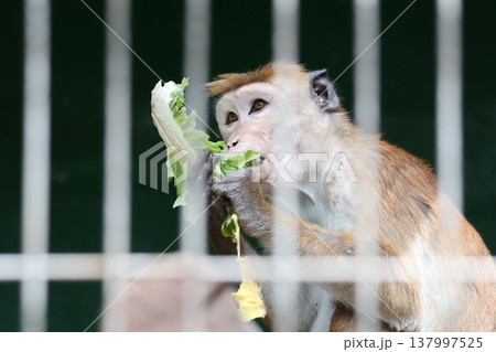餌を食べる猿 餌を食べる猿 137997525