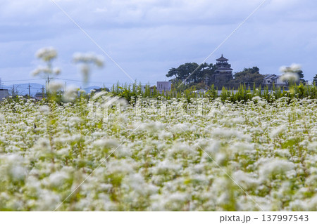 そばの花と歴史の城 国指定重要文化財 丸岡城天守（霞ヶ城） 137997543