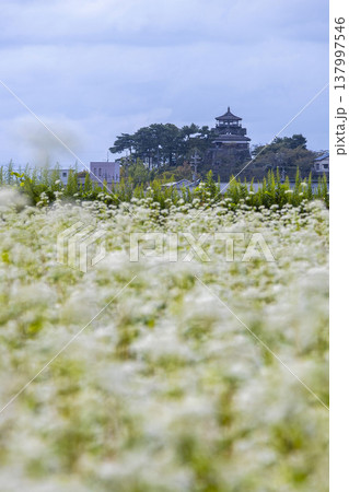 そばの花と歴史の城 国指定重要文化財 丸岡城天守（霞ヶ城） 137997546