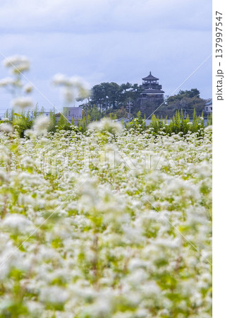 そばの花と歴史の城 国指定重要文化財 丸岡城天守（霞ヶ城） 137997547
