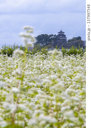 そばの花と歴史の城 国指定重要文化財 丸岡城天守（霞ヶ城） 137997548