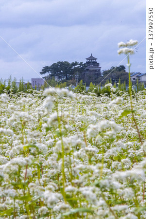 そばの花と歴史の城 国指定重要文化財 丸岡城天守(霞ヶ城) そばの花と歴史の城 国指定重要文化財 丸岡城天守(霞ヶ城) 137997550