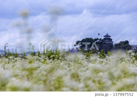 そばの花と歴史の城 国指定重要文化財 丸岡城天守（霞ヶ城） 137997552