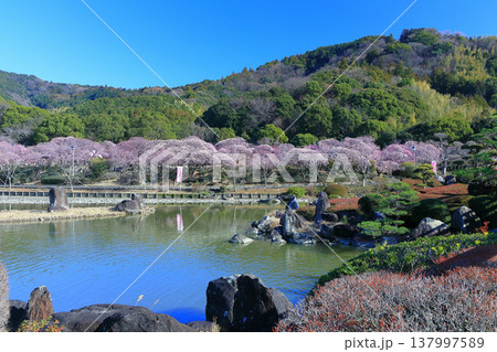 【愛媛県】晴天の南楽園梅まつり 【愛媛県】晴天の南楽園梅まつり 137997589