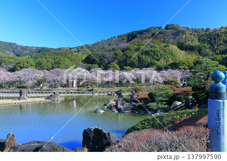 【愛媛県】晴天の南楽園梅まつり 【愛媛県】晴天の南楽園梅まつり 137997590