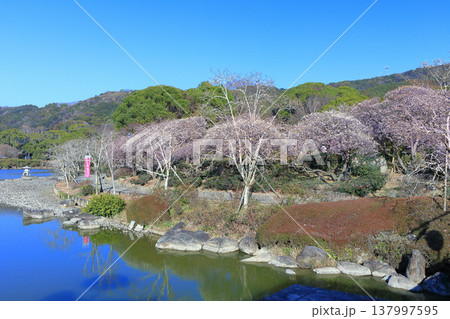 【愛媛県】晴天の南楽園梅まつり 【愛媛県】晴天の南楽園梅まつり 137997595