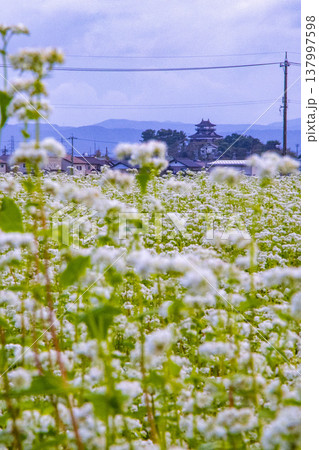 そばの花と歴史の城 国指定重要文化財 丸岡城天守（霞ヶ城） 137997598