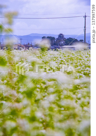 そばの花と歴史の城 国指定重要文化財 丸岡城天守（霞ヶ城） 137997599
