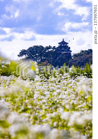 そばの花と歴史の城 国指定重要文化財 丸岡城天守(霞ヶ城) そばの花と歴史の城 国指定重要文化財 丸岡城天守(霞ヶ城) 137997601