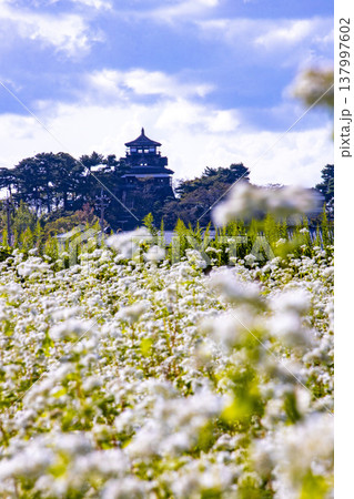 そばの花と歴史の城 国指定重要文化財 丸岡城天守（霞ヶ城） 137997602
