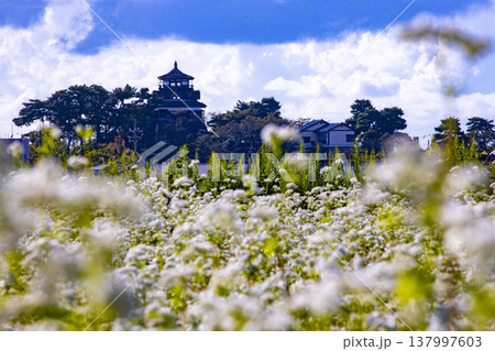 そばの花と歴史の城 国指定重要文化財 丸岡城天守(霞ヶ城) そばの花と歴史の城 国指定重要文化財 丸岡城天守(霞ヶ城) 137997603