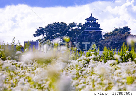 そばの花と歴史の城 国指定重要文化財 丸岡城天守（霞ヶ城） 137997605