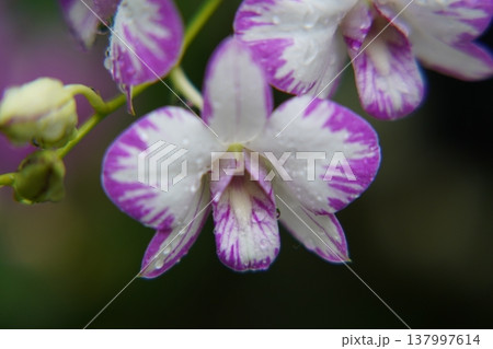 Purple and White Dendrobium Orchid Close Up Purple and White Dendrobium Orchid Close Up 137997614