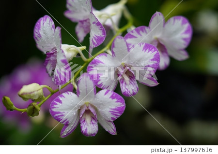 Purple and White Dendrobium Orchid in Bloom 137997616