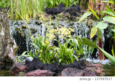 Dancing Lady Orchid by a Waterfall Garden Scene 137997617
