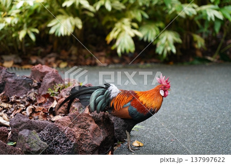 Beautiful Rooster in Natural Setting Gallus gallus Beautiful Rooster in Natural Setting Gallus gallus 137997622