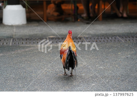 Beautiful Rooster Strutting Its Stuff Outdoors Beautiful Rooster Strutting Its Stuff Outdoors 137997625