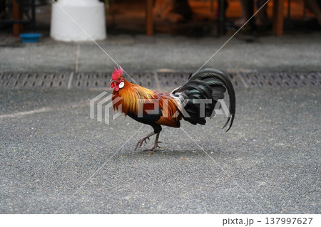 Rooster Portrait Gallus gallus Colorful Feathers Rooster Portrait Gallus gallus Colorful Feathers 137997627