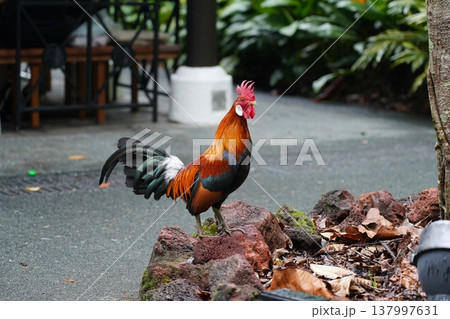 Colorful Rooster Standing Proudly on Rocks Outdoors Colorful Rooster Standing Proudly on Rocks Outdoors 137997631