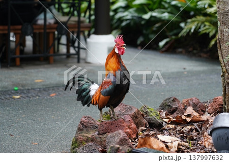 Colorful Rooster Portrait in Natural Environment Colorful Rooster Portrait in Natural Environment 137997632