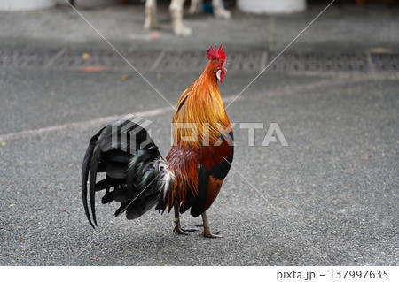 Rooster Standing on Asphalt Pavement in Daytime Rooster Standing on Asphalt Pavement in Daytime 137997635