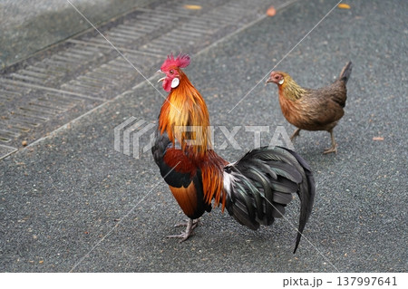 Rooster and Hen Junglefowl Birds in Park 137997641