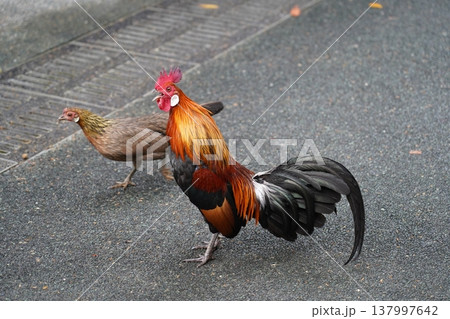 Beautiful Red Junglefowl Rooster with Hen Beautiful Red Junglefowl Rooster with Hen 137997642