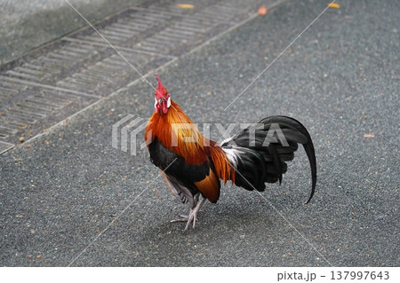 Beautiful Rooster Bird Portrait Outdoor Scene Beautiful Rooster Bird Portrait Outdoor Scene 137997643