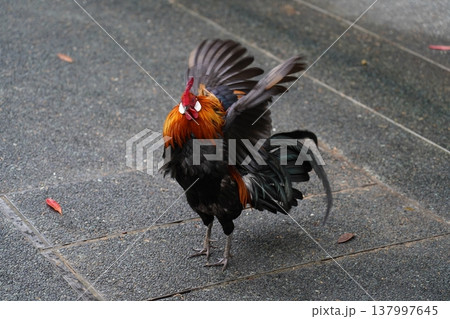 Rooster Spreading Its Wings on a Gray Surface Rooster Spreading Its Wings on a Gray Surface 137997645