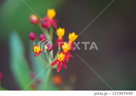 Close Up of Asclepias curassavica Flowers Close Up of Asclepias curassavica Flowers 137997649