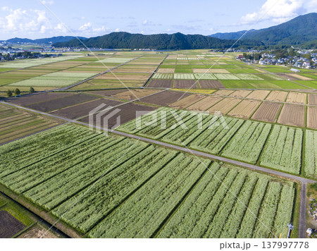 福井県坂井市丸岡町 広大なそば畑の田園風景 ドローン空撮 福井県坂井市丸岡町 広大なそば畑の田園風景 ドローン空撮 137997778