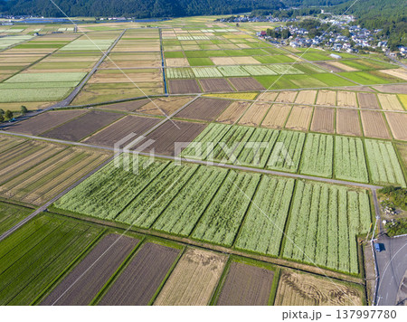 福井県坂井市丸岡町 広大なそば畑の田園風景 ドローン空撮 137997780