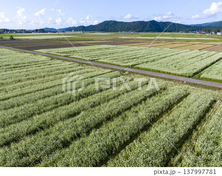 福井県坂井市丸岡町 広大なそば畑の田園風景 ドローン空撮 福井県坂井市丸岡町 広大なそば畑の田園風景 ドローン空撮 137997781