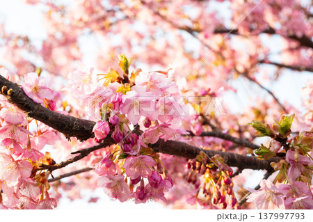 日本の岡山県岡山市のとても美しい河津桜 日本の岡山県岡山市のとても美しい河津桜 137997793