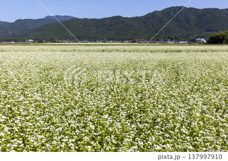 福井県坂井市丸岡町の満開のそば畑 秋の風景 福井県坂井市丸岡町の満開のそば畑 秋の風景 137997910