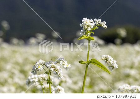 福井県坂井市丸岡町の満開のそば畑 秋の風景 137997913