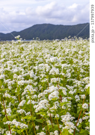 福井県坂井市丸岡町の満開のそば畑 秋の風景 137997939