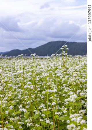 福井県坂井市丸岡町の満開のそば畑 秋の風景 福井県坂井市丸岡町の満開のそば畑 秋の風景 137997941